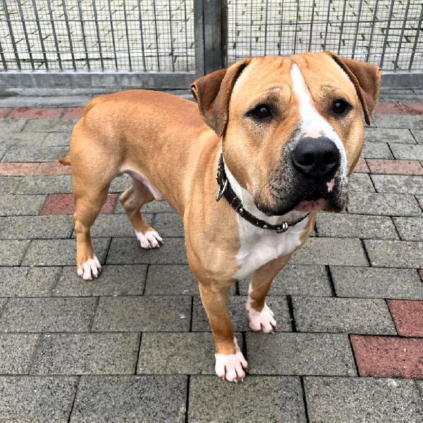 PABLO PIT BULL Foto 4